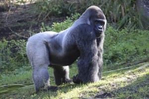 gorilla muscles