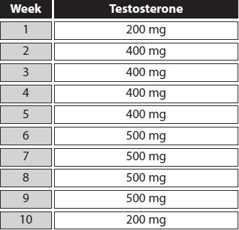 cycle de testostérone